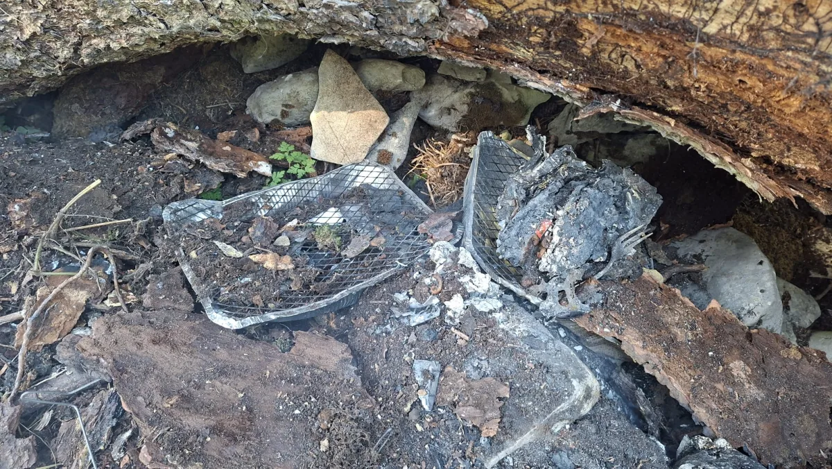 Man sieht verkohlte Überreste, verbranntes Holz und Metall, eingebettet in den Waldboden. Einige Pflanzen ragen aus der Erde hervor.