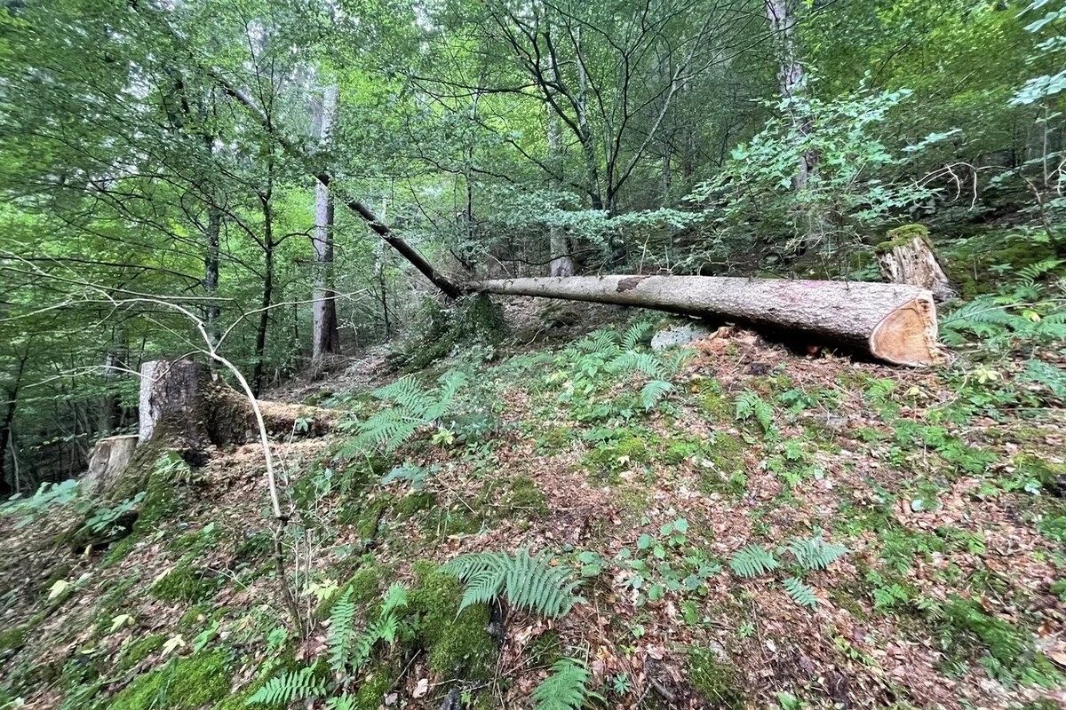 Arbeitsunfall in Ilanz GR – Forstarbeiter von Baum getroffen