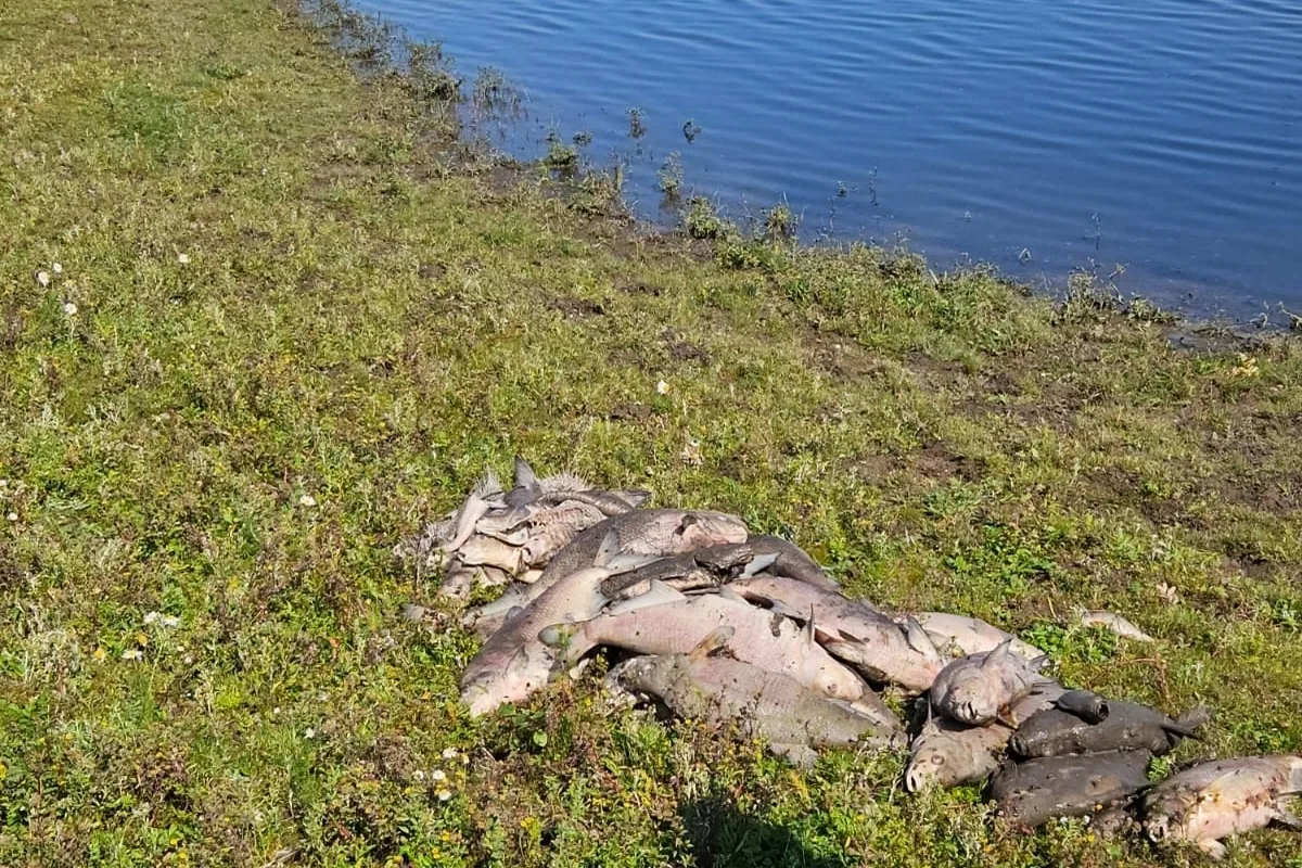 Xanten NW - Mehrere tote Fische in einem Gewässer