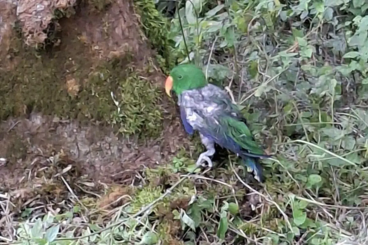 Ein grüner, leicht gerupfter Papagei sitzt am Boden in der Nähe eines Baumstamms, umgeben von Moos und Pflanzen.