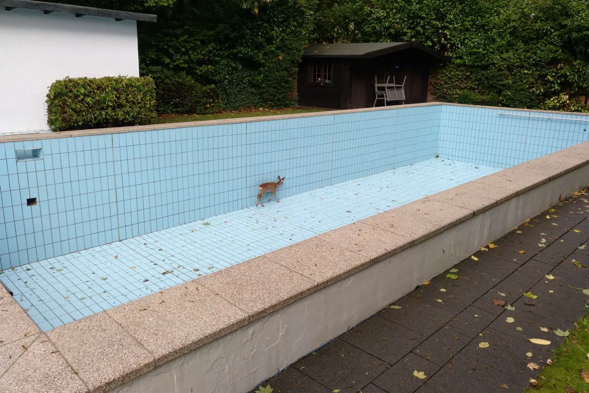 Wetter - Reh aus Schwimmbecken gerettet