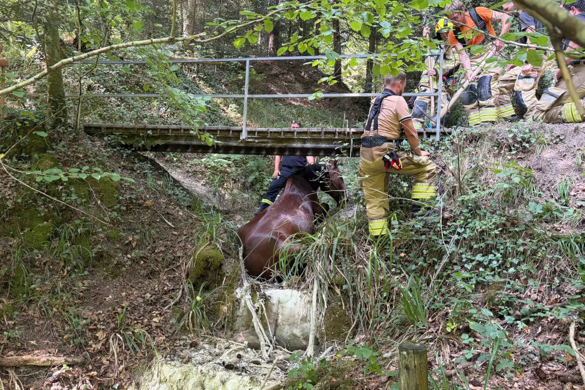 Mehrere Feuerwehrleute bergen ein Pferd, das unter einer Brücke in einem Waldgebiet feststeckt. Die Szene zeigt dichte Vegetation und eine kleine Brücke.