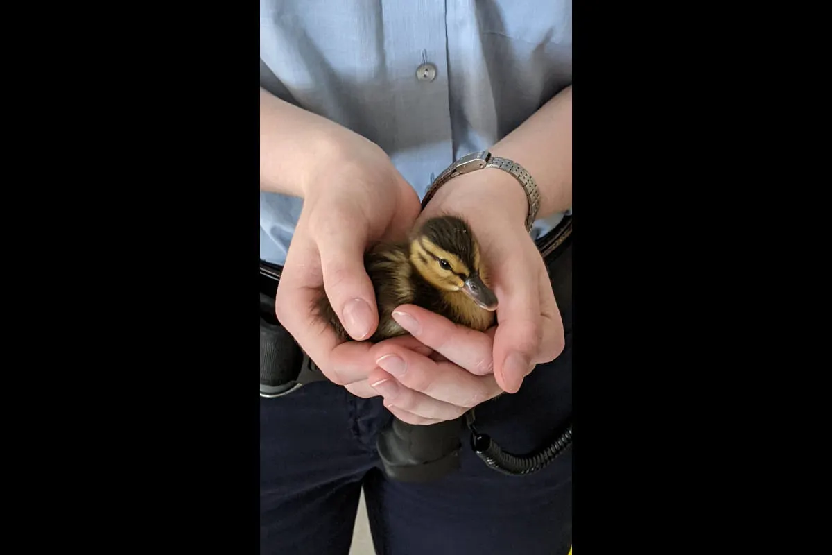 Monheim am Rhein – Tierische Rettung nimmt "Happy Ent"