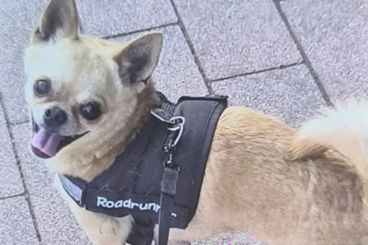 Ein kleiner, hellbrauner Hund mit einem schwarzen Geschirr steht auf einem gepflasterten Gehweg und schaut in die Kamera.