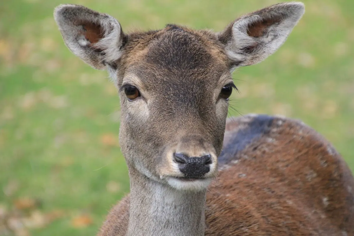 Tierische Tragödie in Oberböhmsdorf -  Reh durch Schuss aus Waffe erlöst
