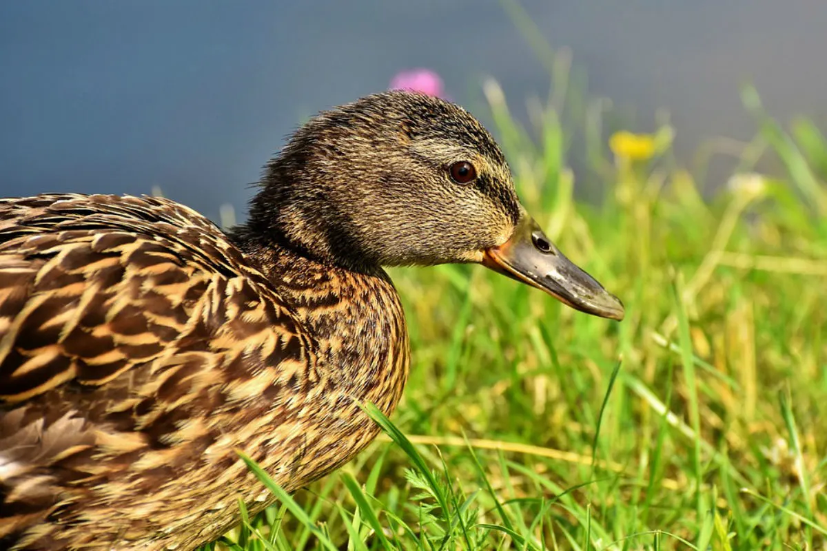Zwei Enten getötet - Zeugenaufruf