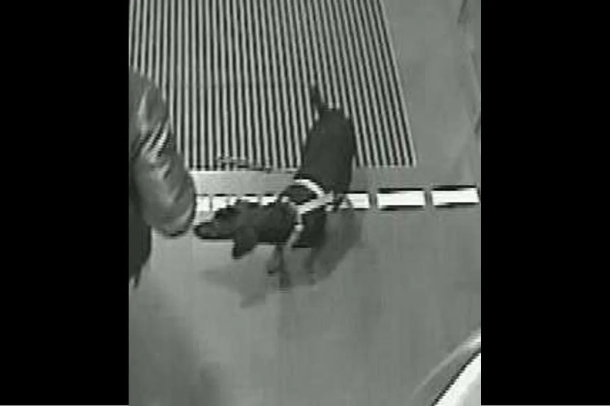 Dieb könnte durch seinen Hund auffliegen!