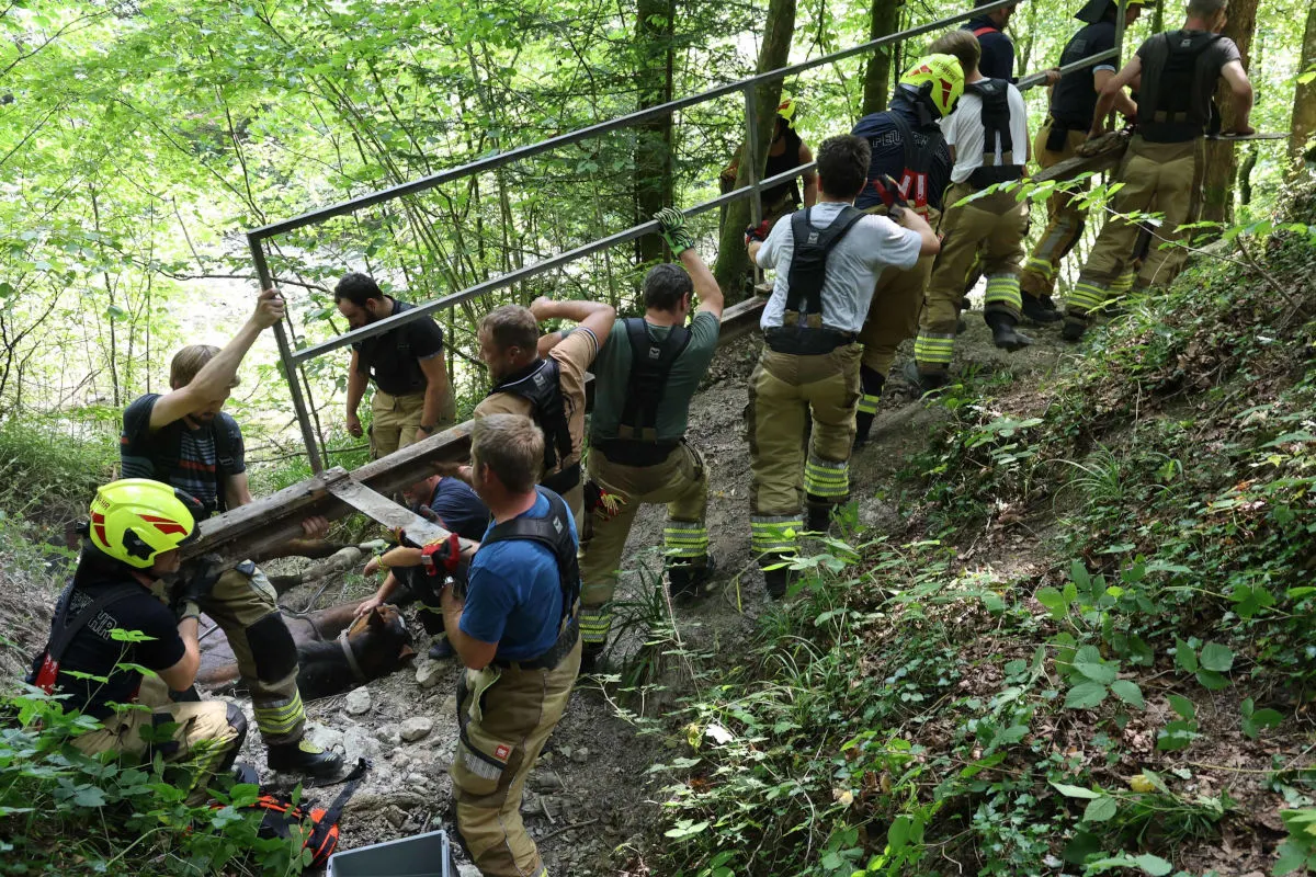 Mehrere Feuerwehrleute sind im Einsatz, um eine Person aus schwierigem Gelände im Wald zu bergen. Sie verwenden eine Trage, um die verletzte oder hilflose Person sicher nach oben zu transportieren.