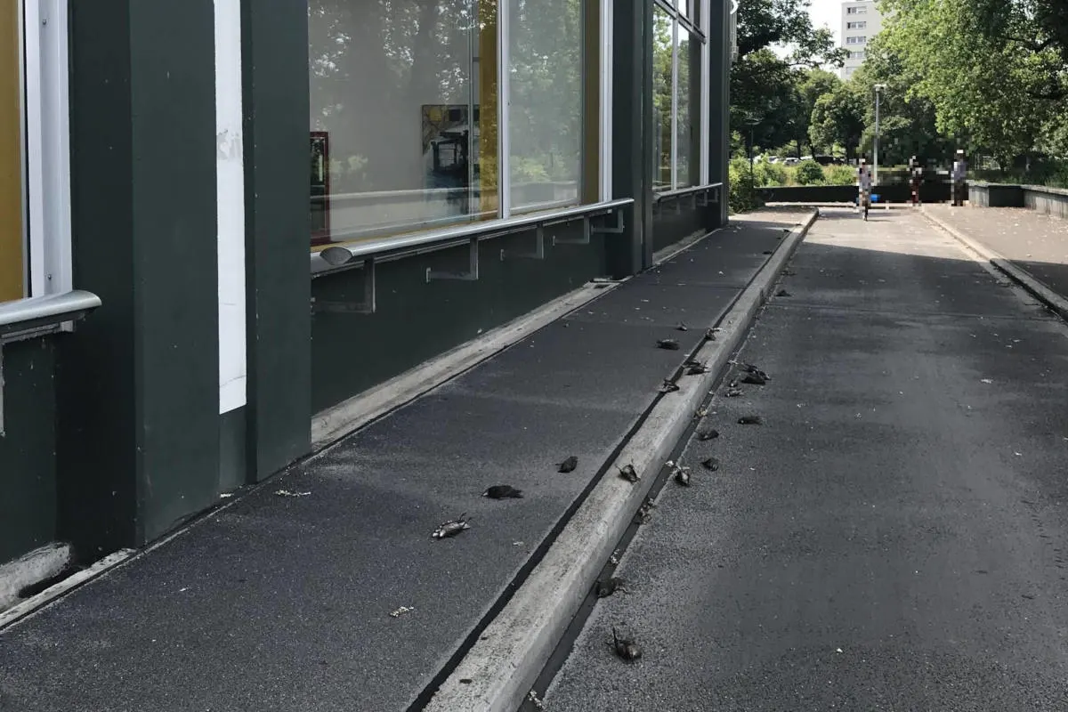 Birsfelden BL - 32 Singdrosseln sterben wegen nächtlichem Gewitter