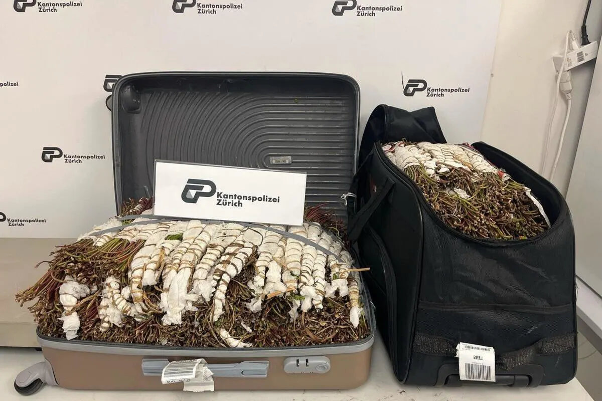 Zürich-Flughafen - Rund 45 Kilogramm Khat sichergestellt