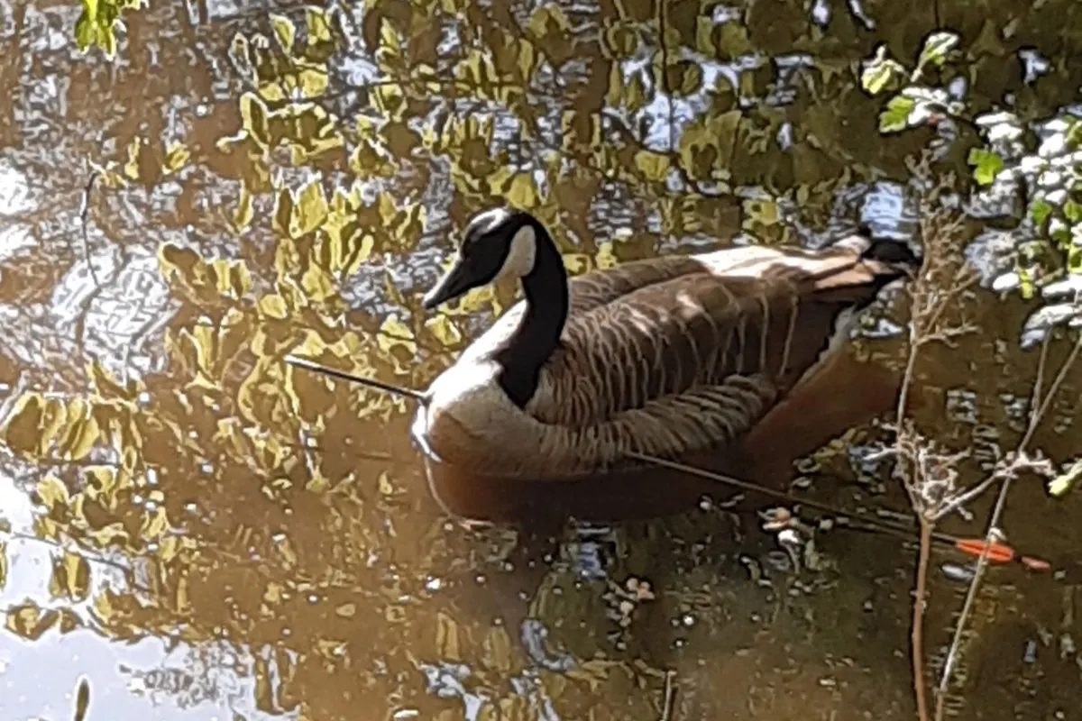 Tierquäler in Korbach-Lengefeld - Gänsemama zum zweiten Mal mit Pfeil beschossen 