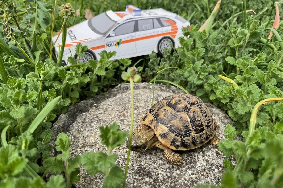 Schaffhausen – Verletzte Schildkröte gefunden