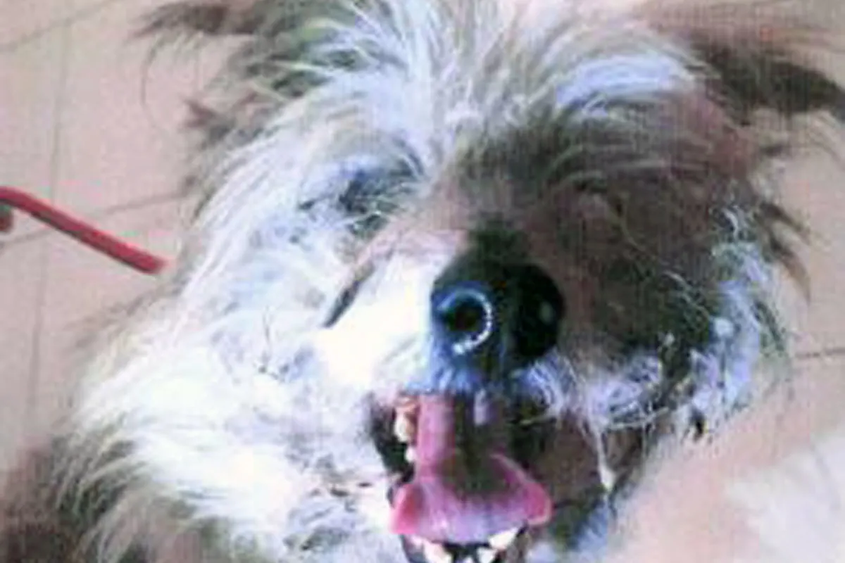 Singen -   Polizei sucht Hundehalter