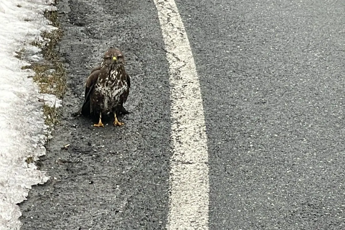 Dienten S – Verletzter Mäusebussard geborgen