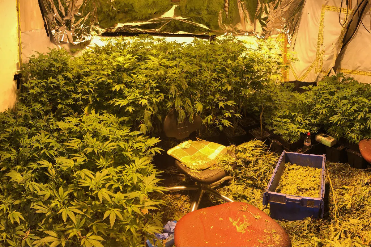 Eriswil BE - Indoor-Anlage mit 2'200 Hanfpflanzen ausgehoben 