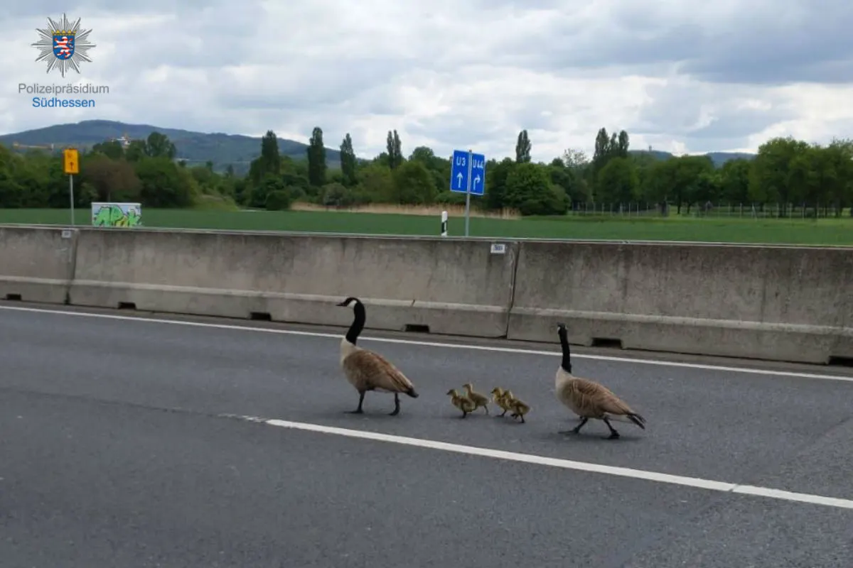 Freies Geleit für Gänsefamilie