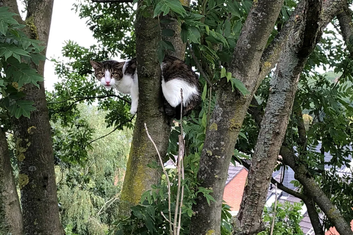 Anwohner sorgten sich um Katze