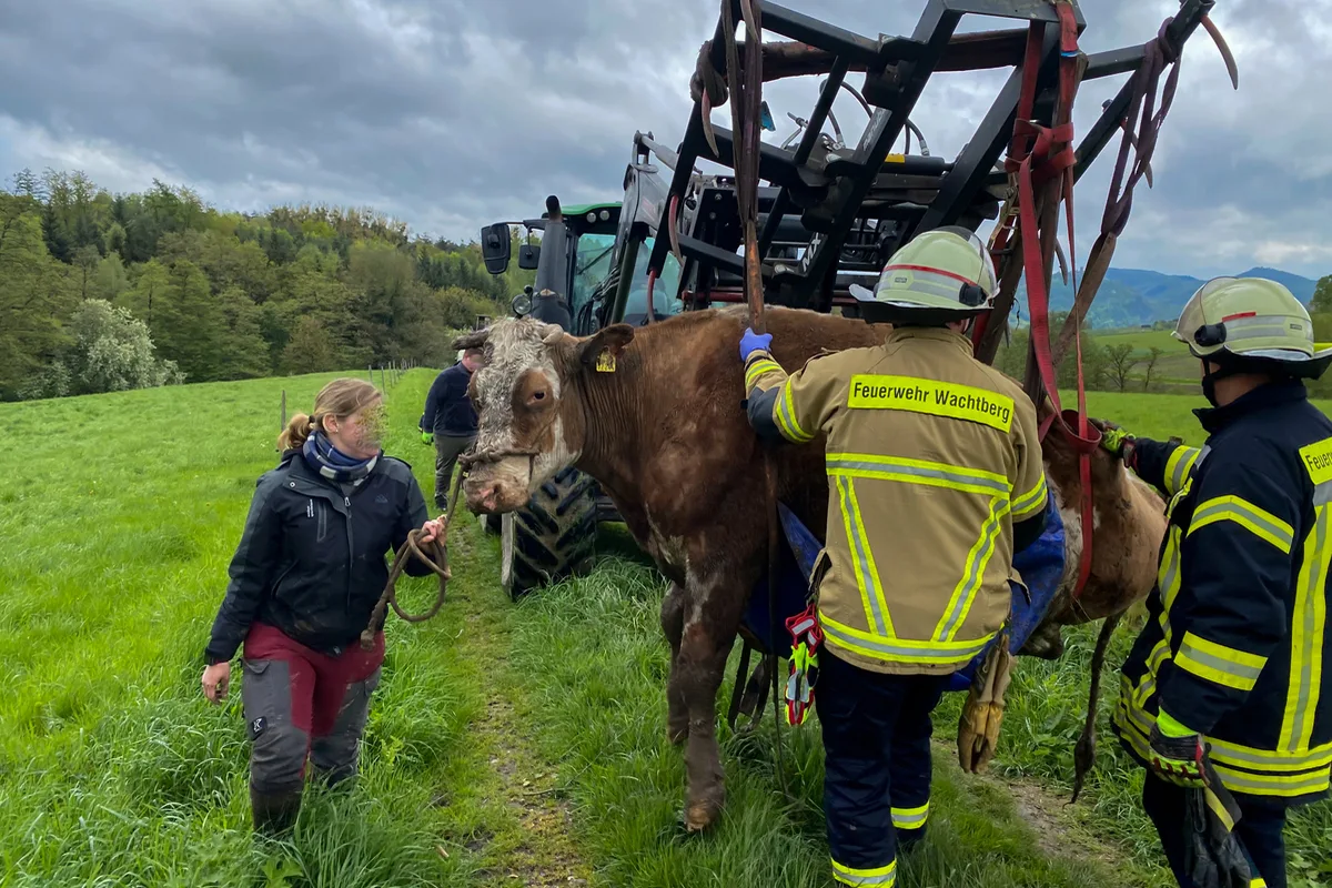 Wachtberg NW - Kuh aus Bachlauf befreit