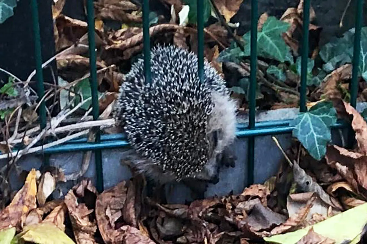 Tierrettung in Dortmund - Igel aus Zaun befreit
