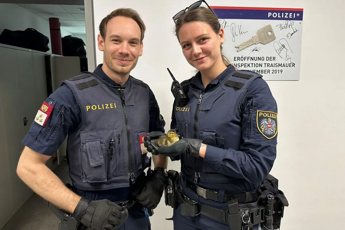 Traismauer - Polizei rettet Entenküken