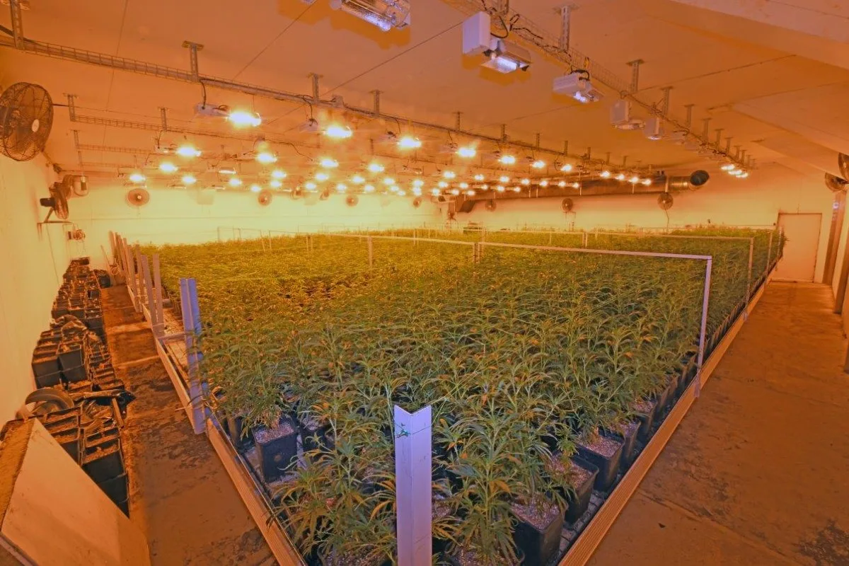 Herisau AR - Indoor Hanfplantage sichergestellt