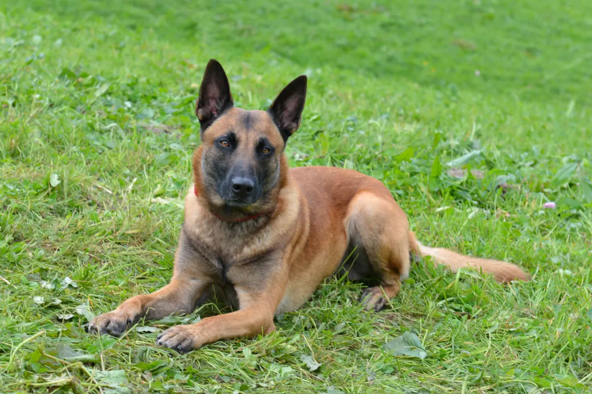 Ebikon LU - Polizeihund stellt mutmasslichen Einbrecher
