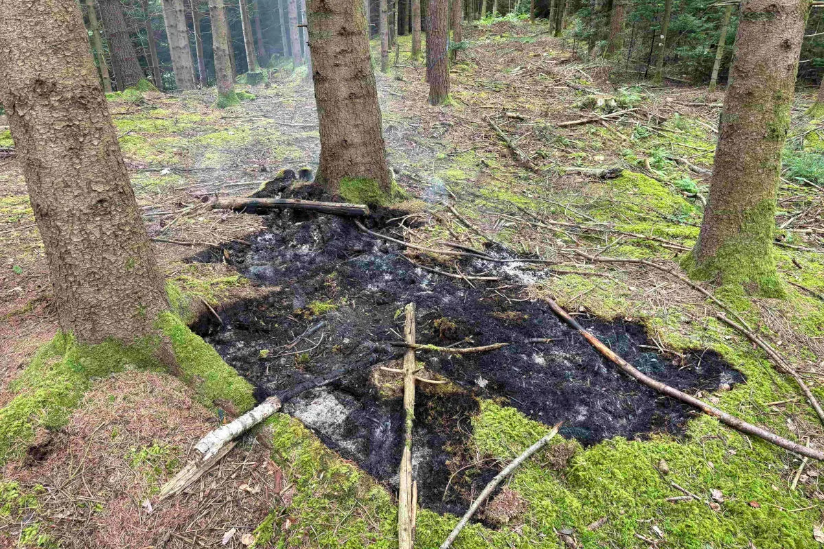 Ein verkohlter Bodenabschnitt in einem Wald zeigt Spuren eines vergangenen Brandes zwischen Bäumen. Der Boden ist schwarz und von verbrannten Ästen umgeben.