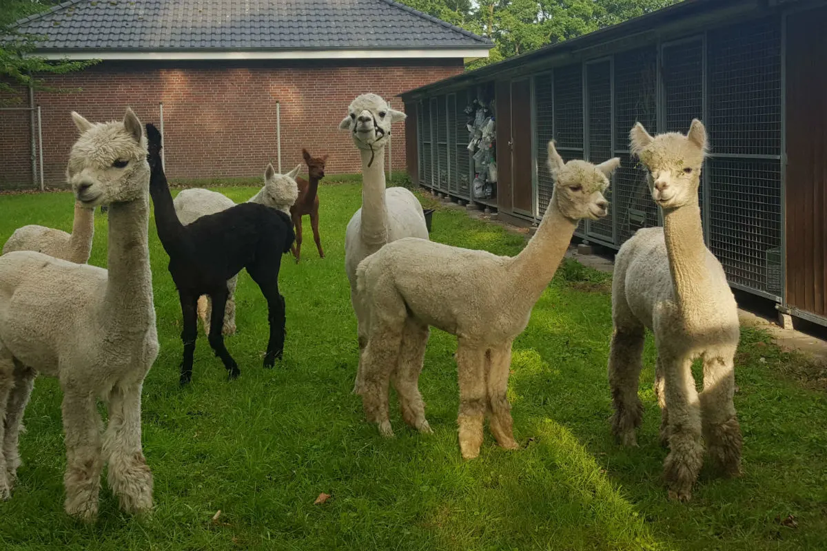 Alpakas und Ponys in Transporter und Pferdeanhänger festgestellt