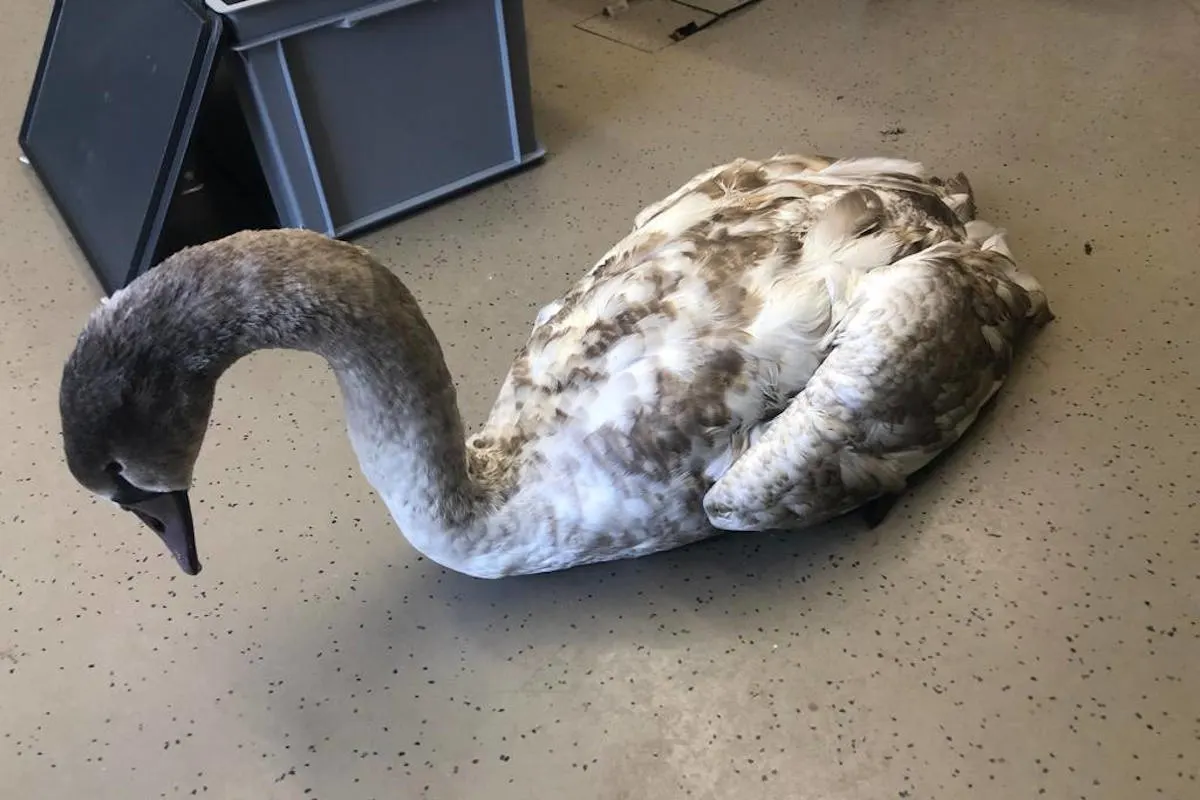 Tierrettung in Steinach SG – Verletzter Jungschwan gerettet