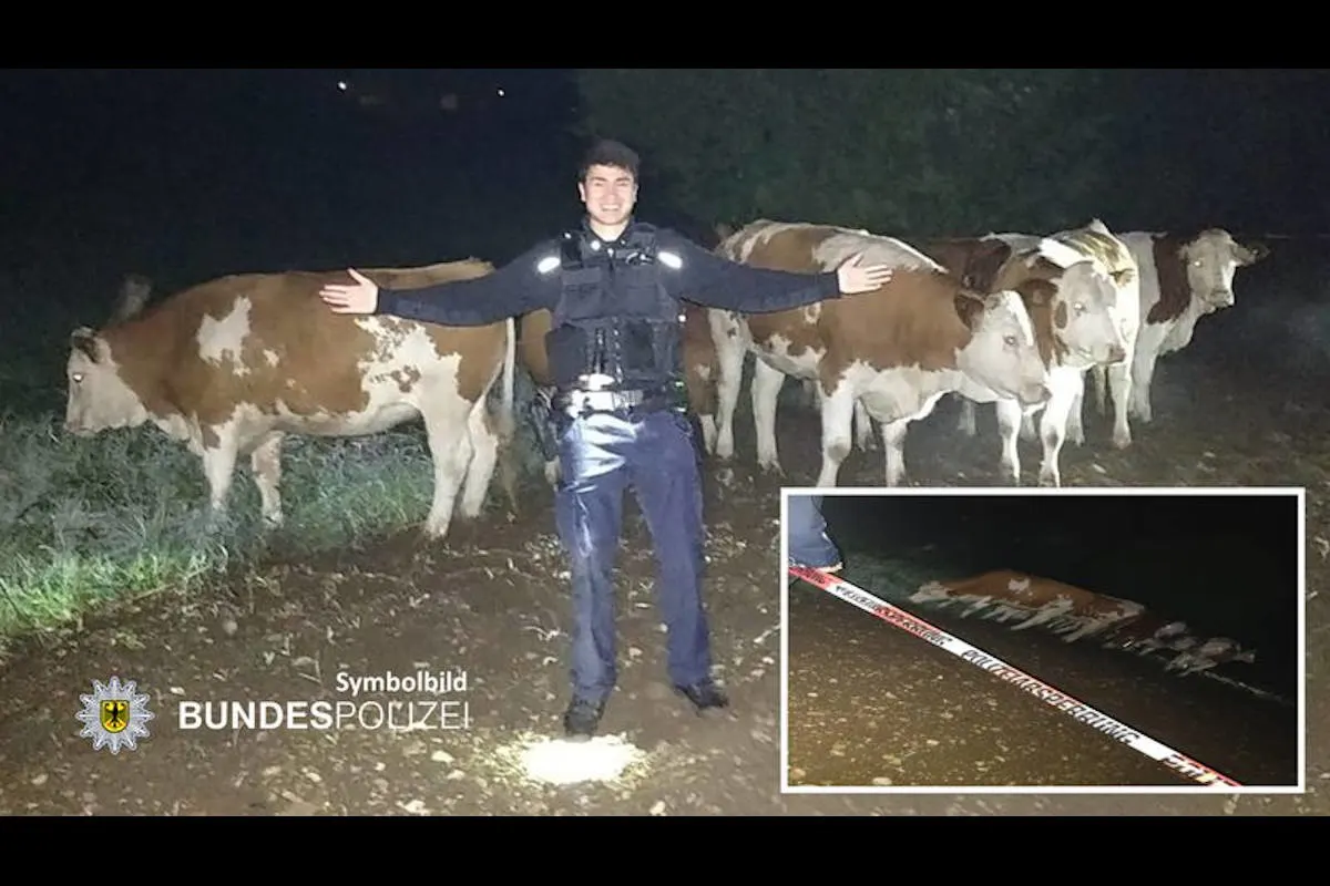 München – "Kessel"-Einsatz wegen entlaufener Rinder