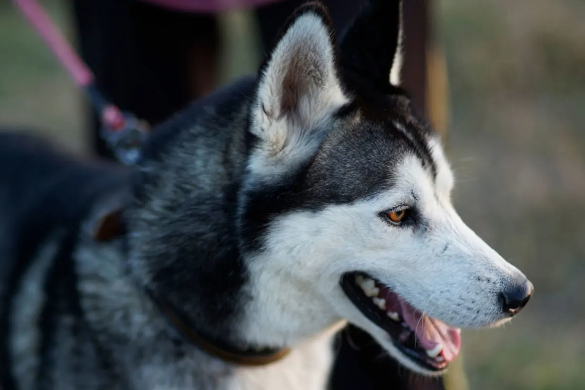 Ein schwarz-weißer Hund, vermutlich ein Husky, wird an einer Leine gehalten. Der Hund hat aufmerksame Augen und ein freundliches Gesicht.