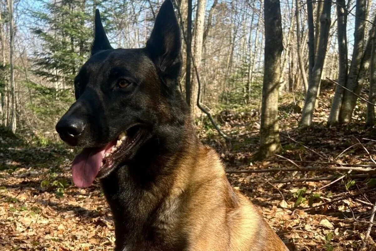 Grub SG – Vermisste 18-Jährige dank Polizeihund gefunden