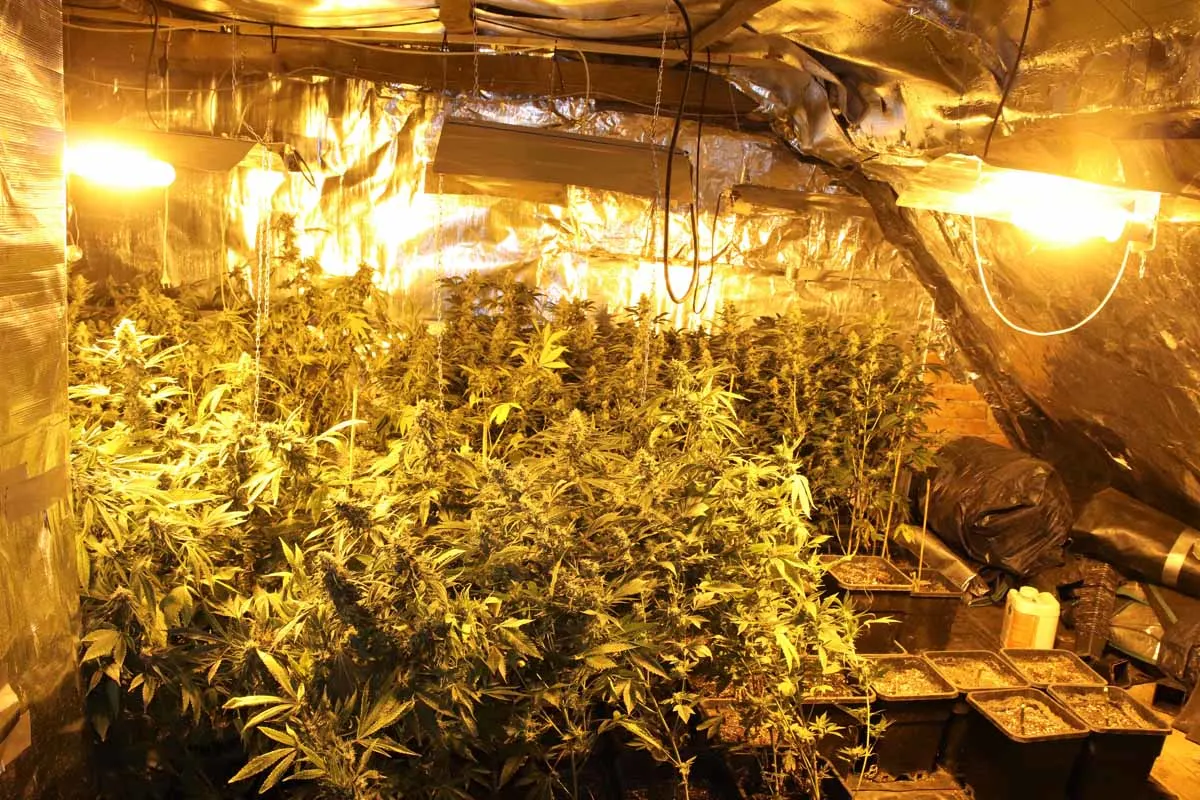 Cannabis-Plantage in Nieheim-Sommersell entdeckt - Vier Personen festgenommen