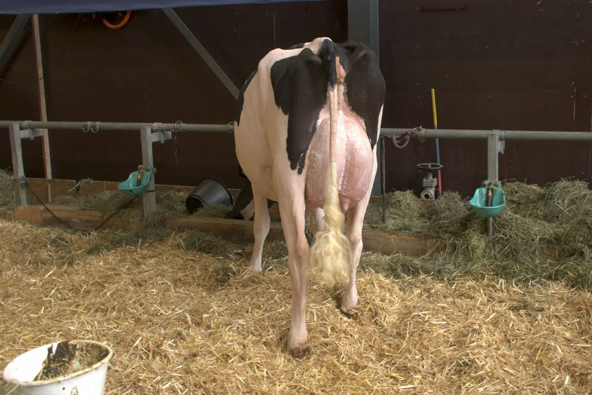 Tierschutz bei Nutztieren - Ein Drittel aller Grundkontrollen findet unangemeldet statt