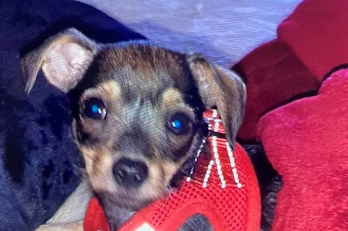 Klarenthal – Diebstahl eines Hundewelpen