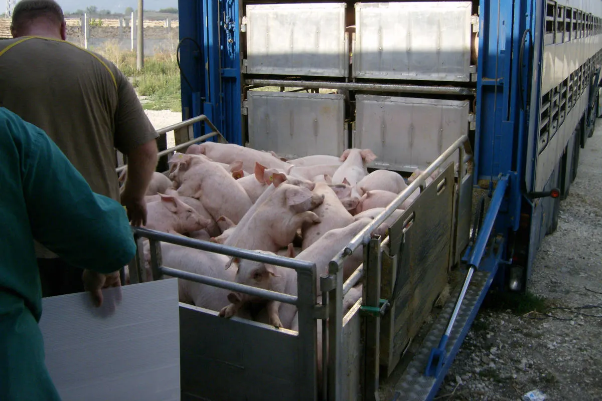Grieskirchen OÖ – Überladener Tiertransporter mit 730 Ferkeln gestoppt