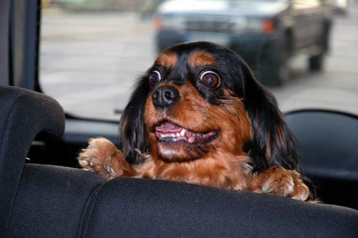 Borken (D) - Polizei befreit Hund aus heissem Auto
