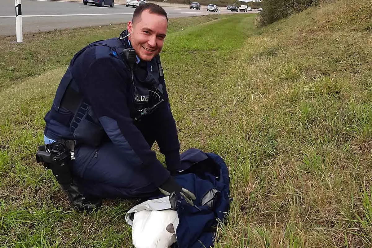 Schwan im Glück in Erfurt - Polizei rettet Schwan auf Autobahn