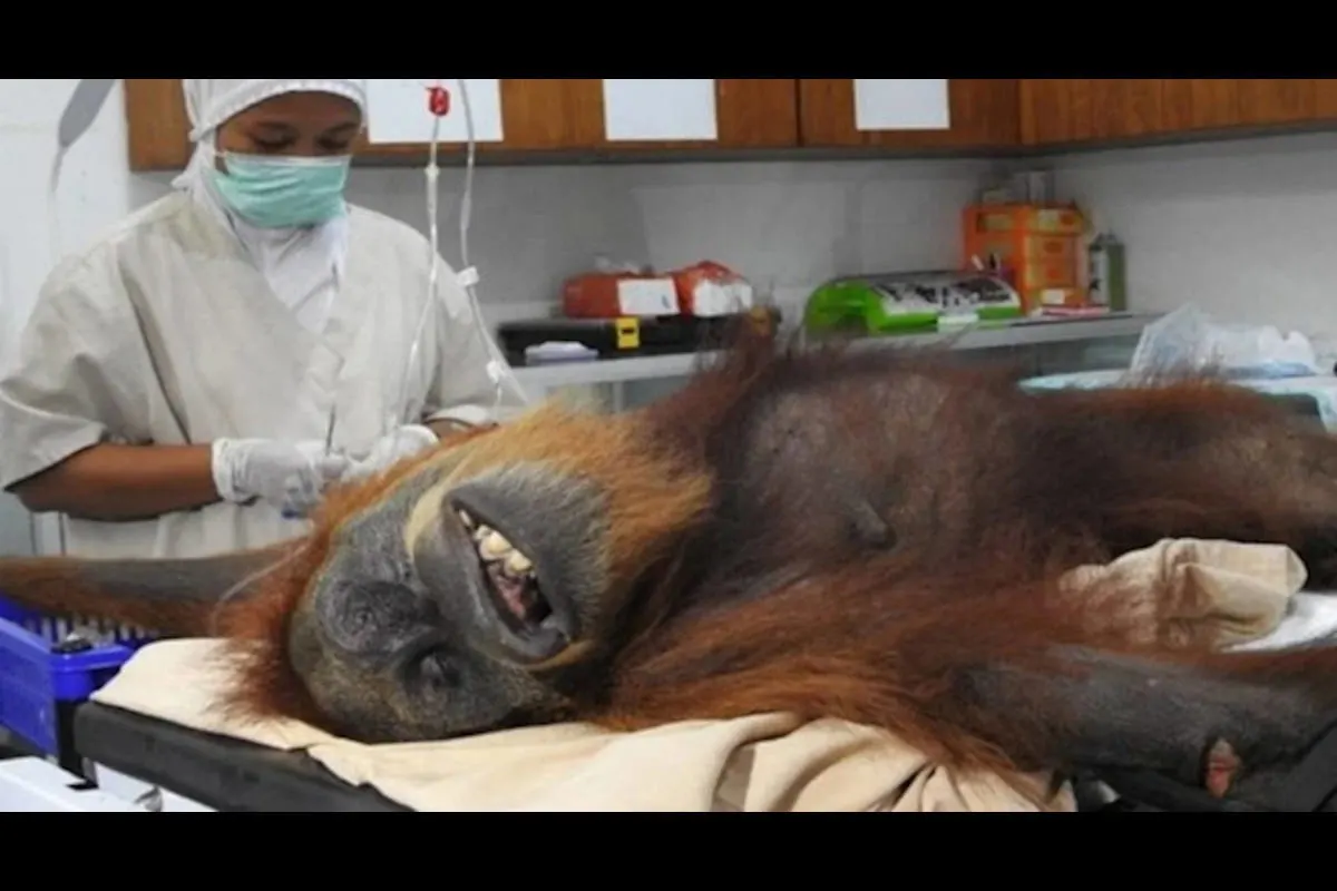 Auf Orang-Utan geschossen und Junges getötet