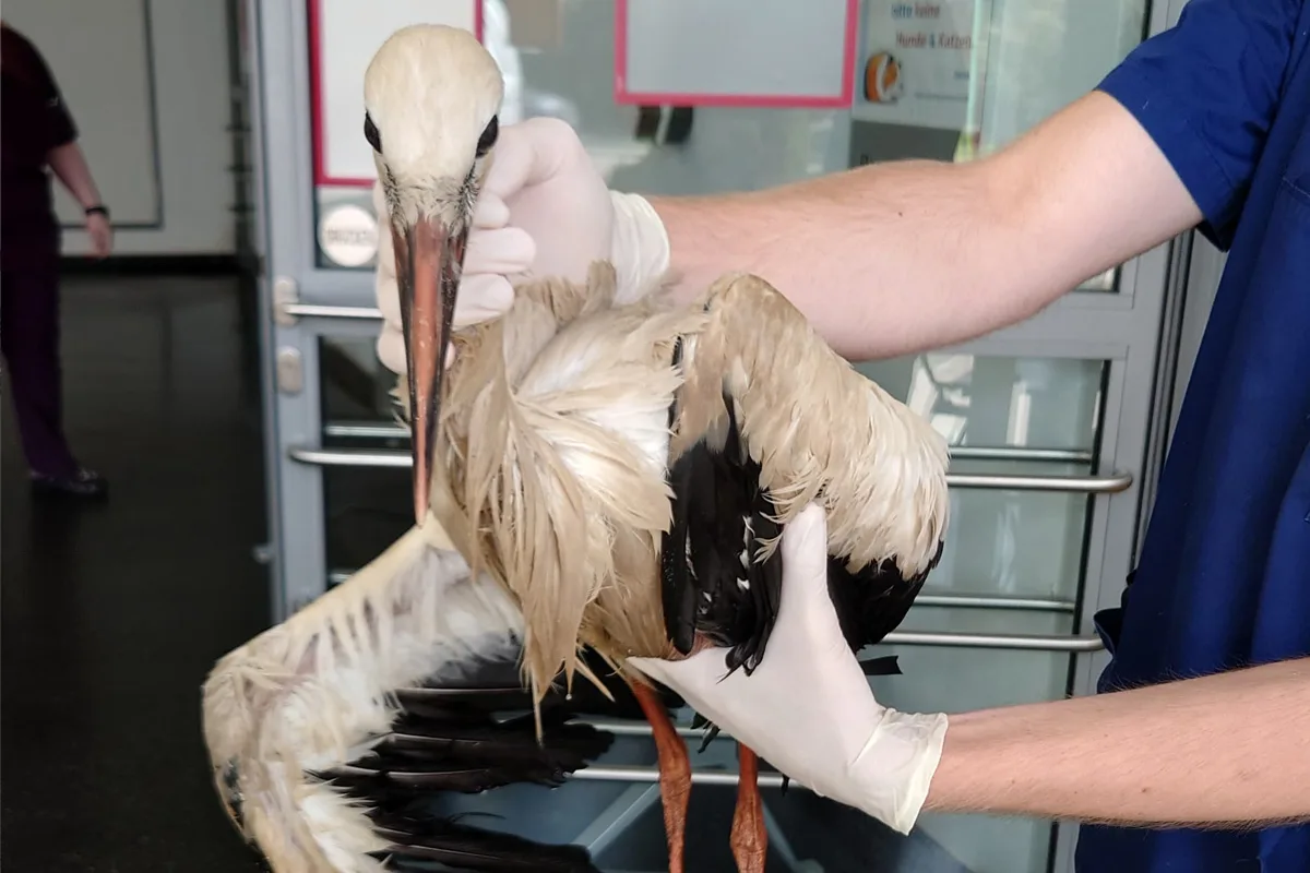 Lehrte NI – Feuerwehr rettet jungen Storch
