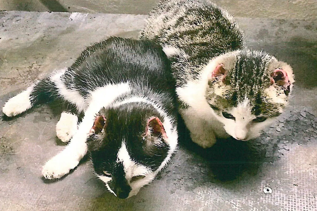 Mühlhausen - Mehrere verstümmelte Katzen gefunden - Zeugenaufruf