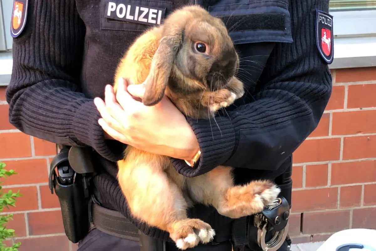 Flauschiges Schlappohr aufgefunden