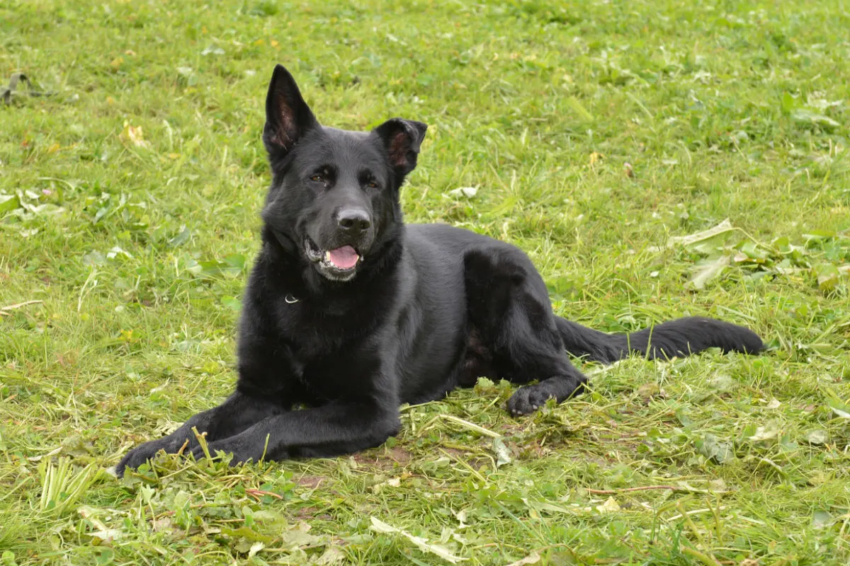 Rothenburg LU - Diensthund Tyson stellt mutmasslichen Einbrecher