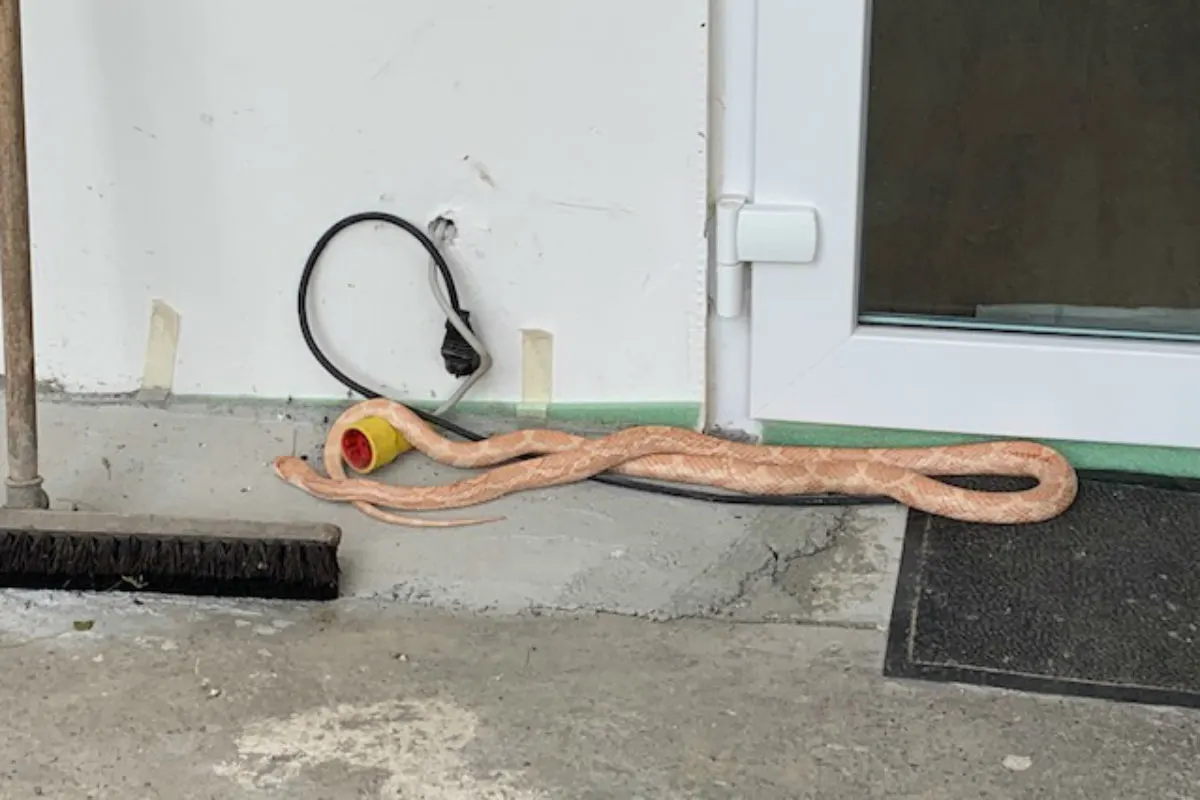 Schlange vor Bäckerei