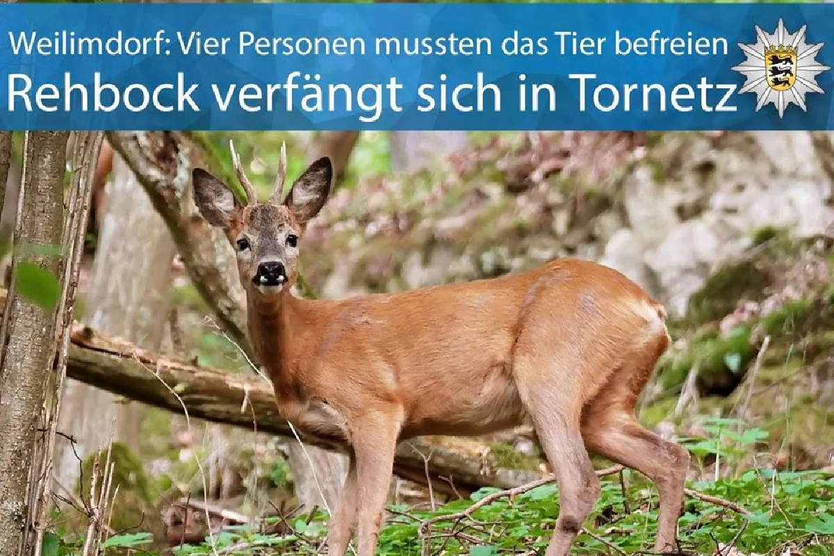 Weilimdorf - Rehbock hat sich in Fussballtornetz verfangen und musste gerettet werden!