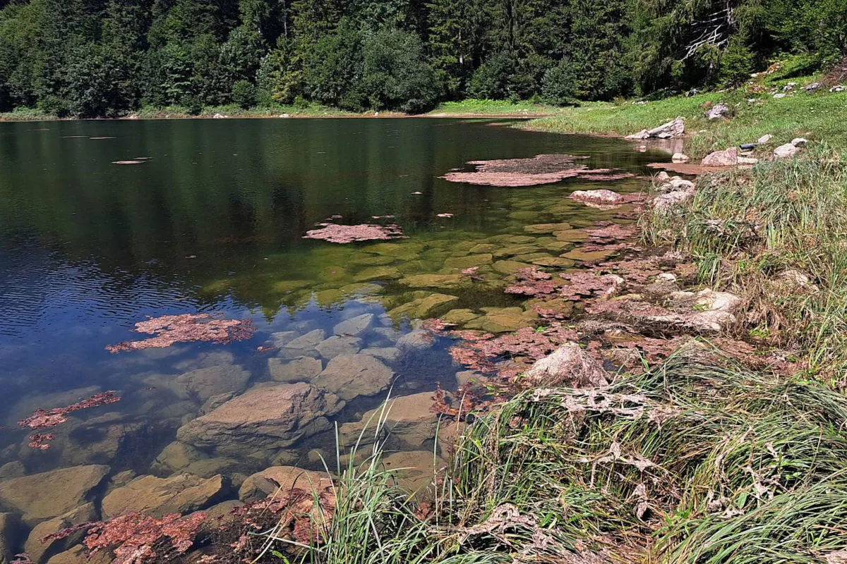 Giftige Blaualgen im Obersee – Kanton Glarus warnt vor Wasserkontakt