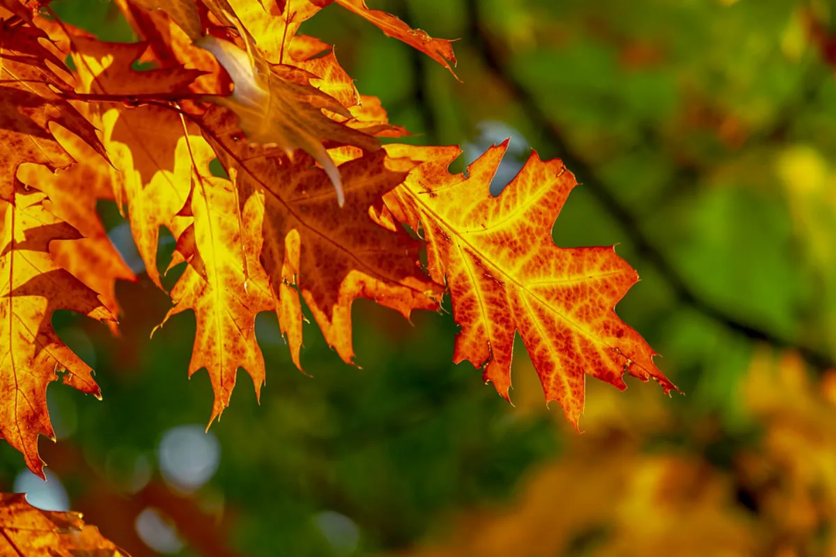 Ein rekordwarmer und -sonniger Oktober geht zu Ende