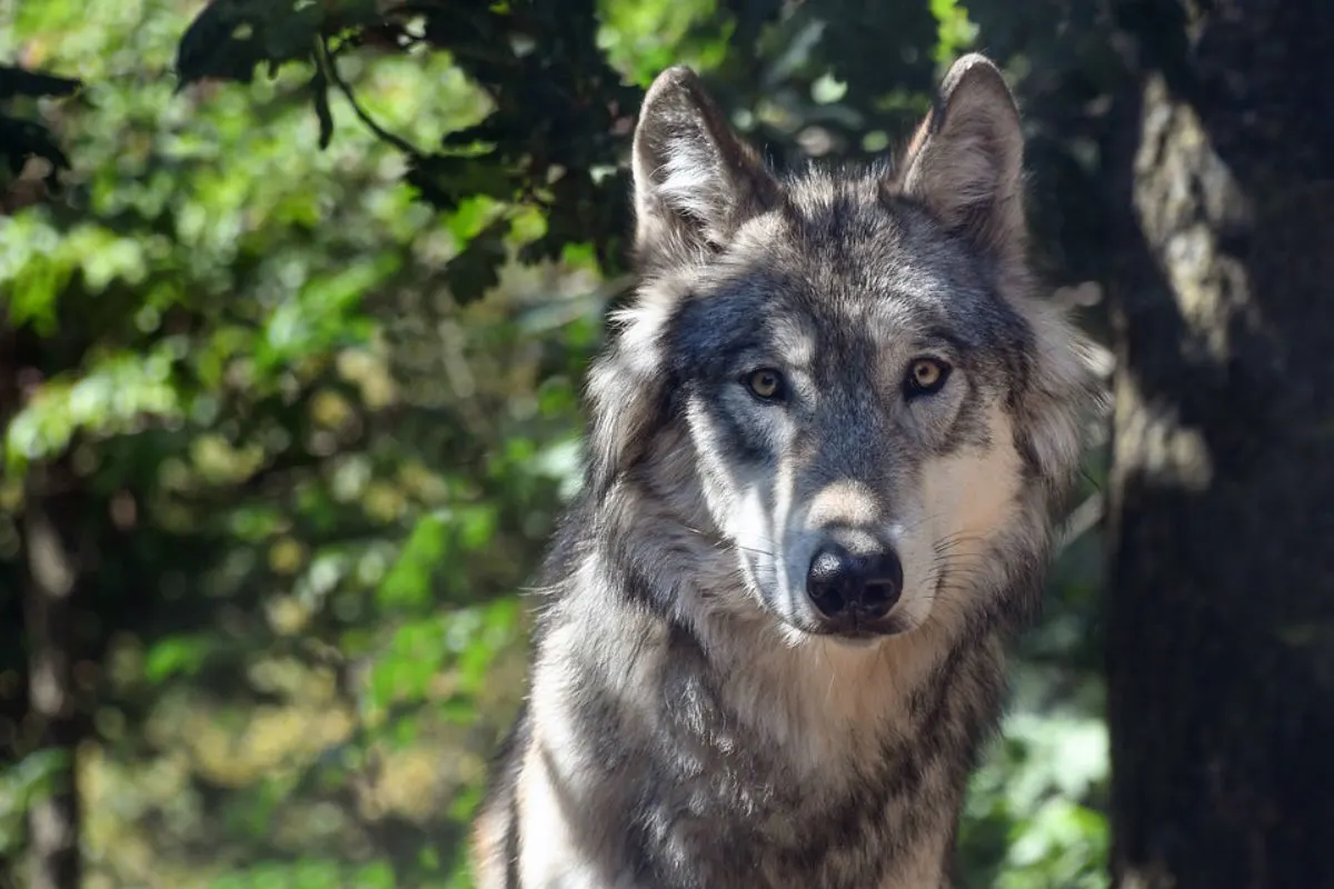 Airolo TI -  Wolf tötet angeblich 11 Schafe und verletzt 20 weitere