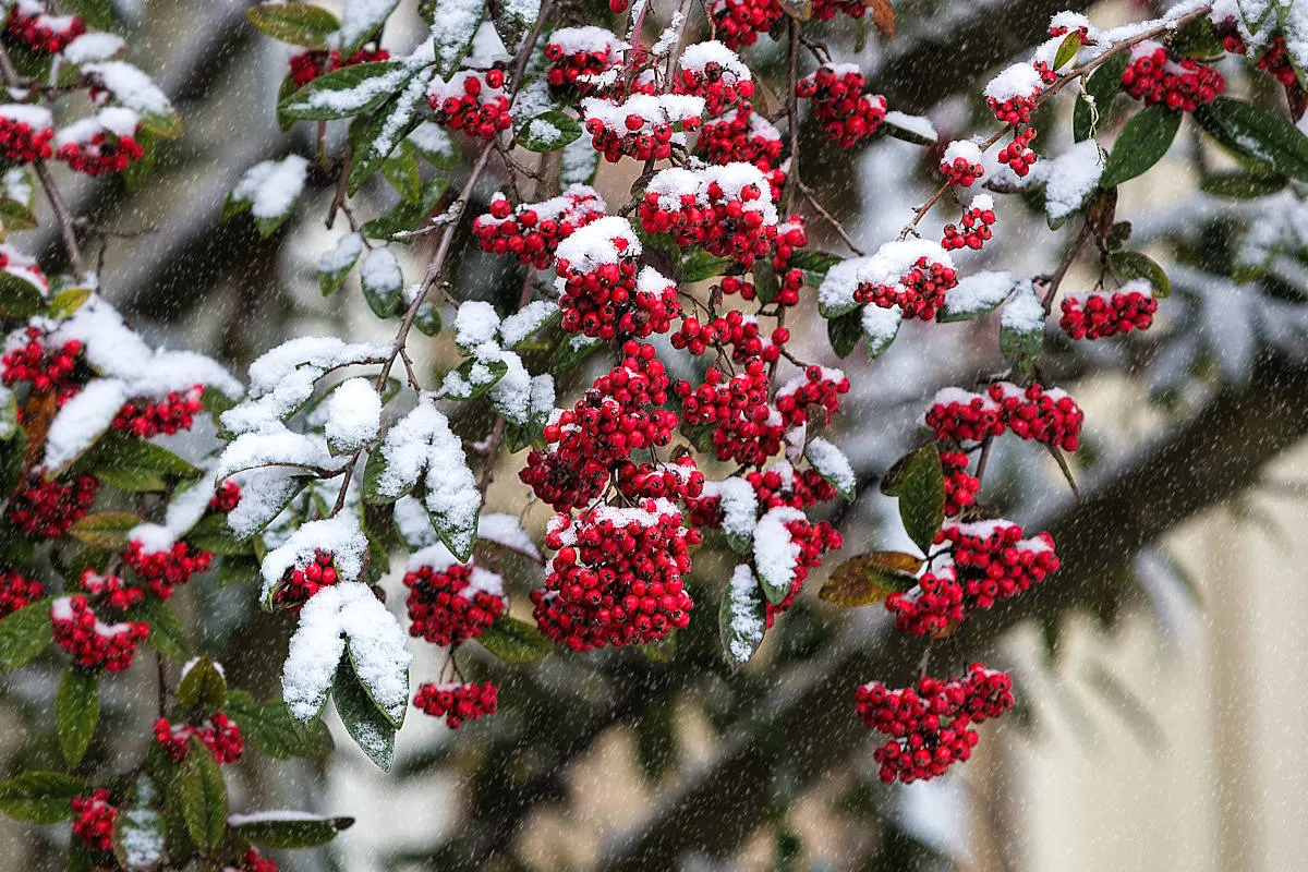 Zeichen stehen auf Winter – Tief bringt nasse Flocken