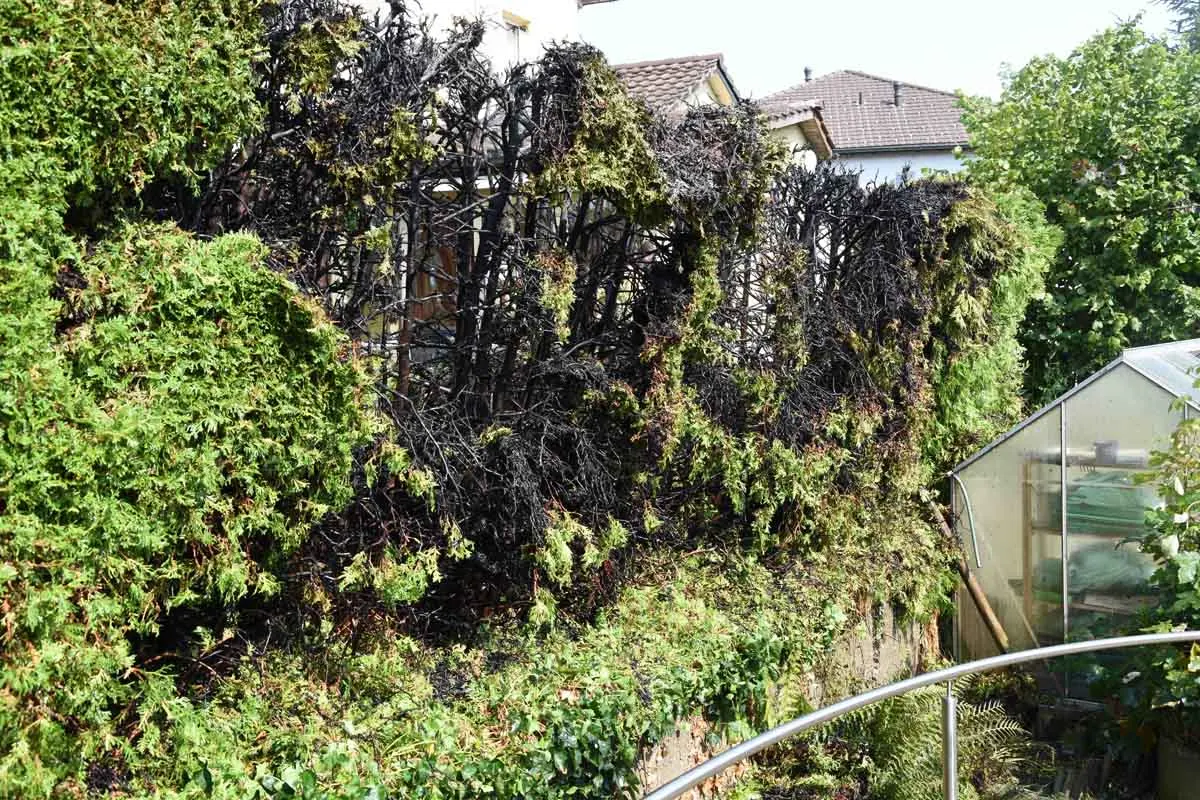 Kirchberg SG - Hecke in Brand geraten